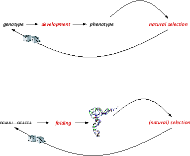 \begin{figure}\centerline{\psfig{figure=Figures/evodevo.eps,width=0.7\textwidth}}\end{figure}